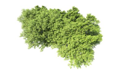 Beyaz arkaplanda bir grup ağaç