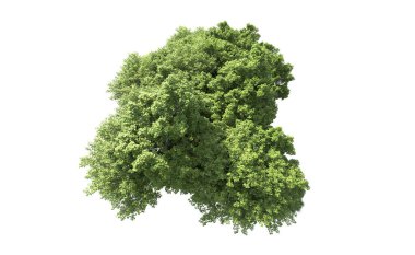 Beyaz arkaplanda bir grup ağaç