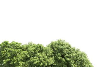 Beyaz arkaplanda bir grup ağaç