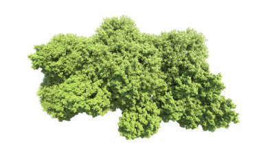 Beyaz arkaplanda bir grup ağaç