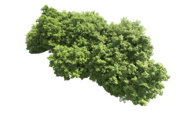 Beyaz arkaplanda bir grup ağaç