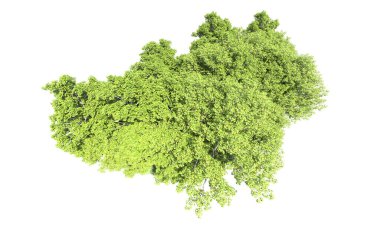 Beyaz arkaplanda bir grup ağaç