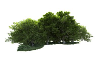 Beyaz arkaplanda bir grup ağaç