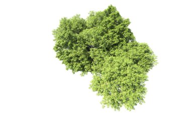 Beyaz arkaplanda bir grup ağaç