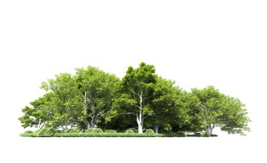 Beyaz arkaplanda bir grup ağaç