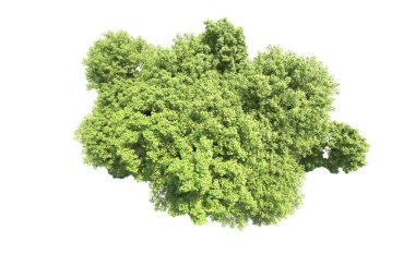 Beyaz arkaplanda bir grup ağaç