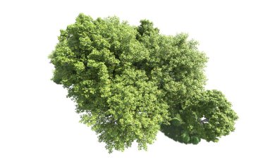 Beyaz arkaplanda bir grup ağaç