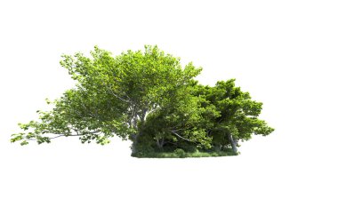 Beyaz arkaplanda bir grup ağaç