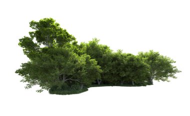 Beyaz arkaplanda bir grup ağaç