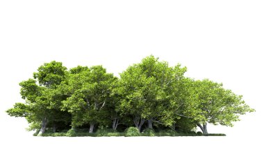 Beyaz arkaplanda bir grup ağaç