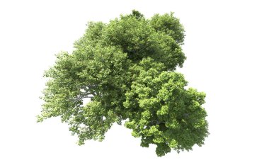 Beyaz arkaplanda bir grup ağaç