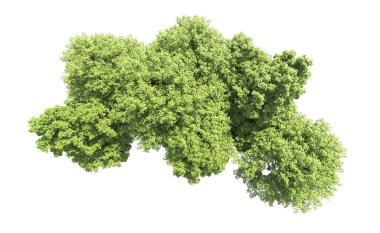 Beyaz arkaplanda bir grup ağaç