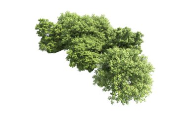 Beyaz arkaplanda bir grup ağaç