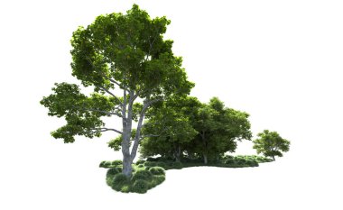 Beyaz arkaplanda bir grup ağaç