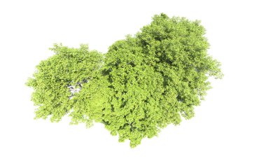 Beyaz arkaplanda bir grup ağaç