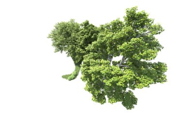 Beyaz arkaplanda bir grup ağaç