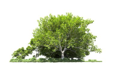 Beyaz arkaplanda bir grup ağaç