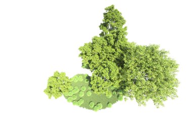 Beyaz arkaplanda bir grup ağaç