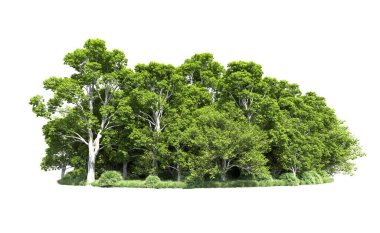 Beyaz arkaplanda bir grup ağaç