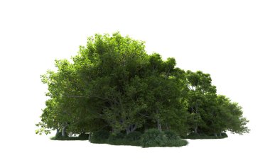 Beyaz arkaplanda bir grup ağaç