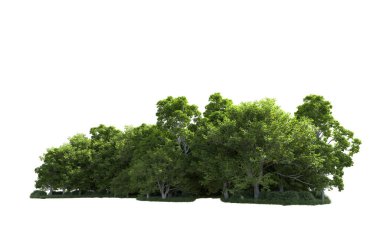 Beyaz arkaplanda bir grup ağaç