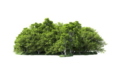 Beyaz arkaplanda bir grup ağaç