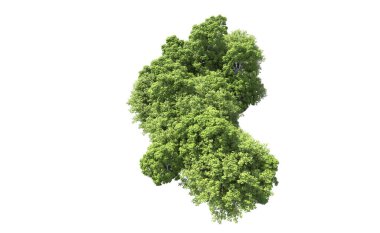 Beyaz arkaplanda bir grup ağaç