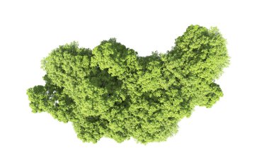 Beyaz arkaplanda bir grup ağaç