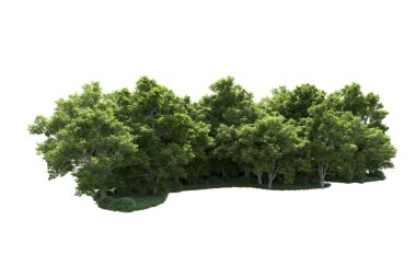 Beyaz arkaplanda bir grup ağaç