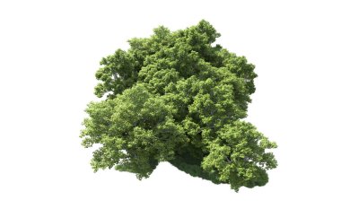 Beyaz arkaplanda bir grup ağaç