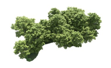 Beyaz arkaplanda bir grup ağaç