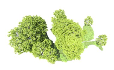 Beyaz arkaplanda bir grup ağaç