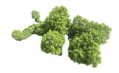 Beyaz arkaplanda bir grup ağaç