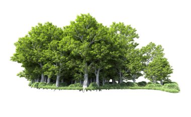 Beyaz arkaplanda bir grup ağaç