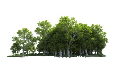 Beyaz arkaplanda bir grup ağaç