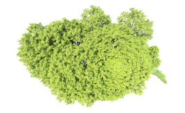 Beyaz arkaplanda bir grup ağaç