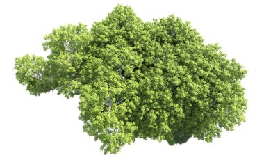 Beyaz arkaplanda bir grup ağaç