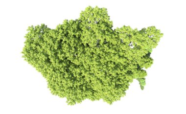 Beyaz arkaplanda bir grup ağaç