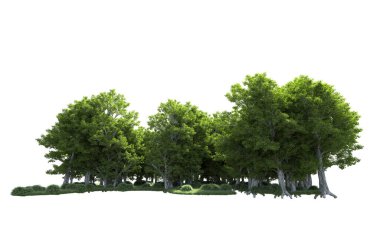 Beyaz arkaplanda bir grup ağaç