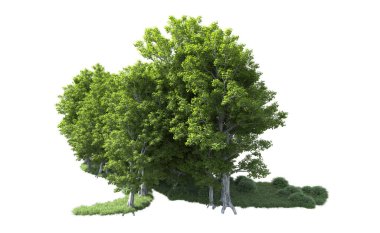 Beyaz arkaplanda bir grup ağaç