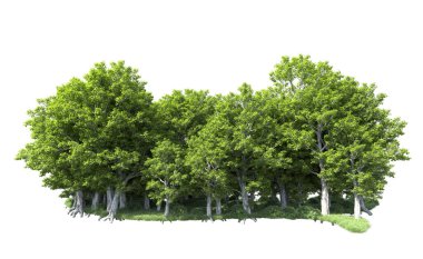 Beyaz arkaplanda bir grup ağaç