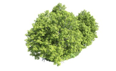 Beyaz arkaplanda bir grup ağaç