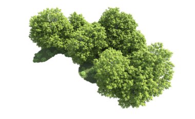 Beyaz arkaplanda bir grup ağaç