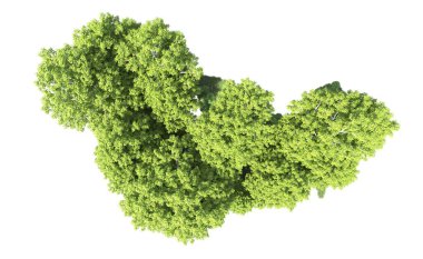 Beyaz arkaplanda bir grup ağaç