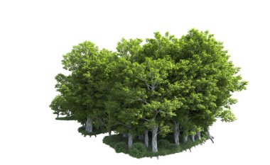 Beyaz arkaplanda bir grup ağaç