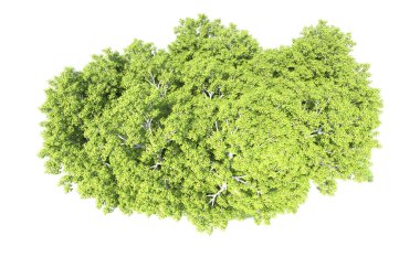 Beyaz arkaplanda bir grup ağaç