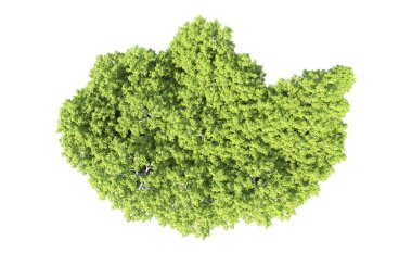 Beyaz arkaplanda bir grup ağaç