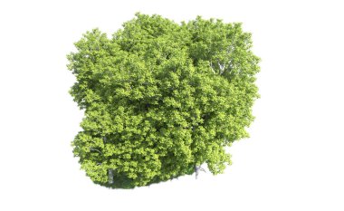 Beyaz arkaplanda bir grup ağaç