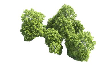 Beyaz arkaplandaki ağaçları kapat