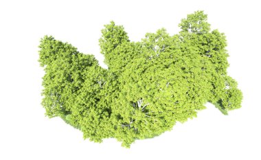 Beyaz arkaplandaki ağaçları kapat